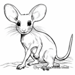 Active Kangaroo Rat Coloring Pages 1