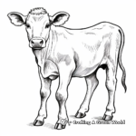 Ayrshire Cow Coloring Pages for Kids 2