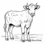 Charolais Dairy Cow Coloring Pages 2