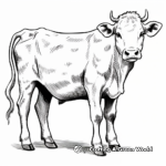 Charolais Dairy Cow Coloring Pages 4
