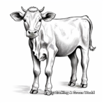 Jersey Dairy Cow Coloring Pages 1
