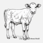Jersey Dairy Cow Coloring Pages 2