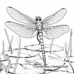 Vibrant Emperor Dragonfly Coloring Pages 4