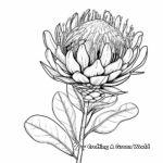 African Flora: Protea Flower Coloring Pages 1
