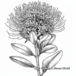 African Flora: Protea Flower Coloring Pages 2