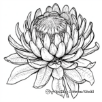 African Flora: Protea Flower Coloring Pages 3