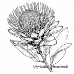 African Flora: Protea Flower Coloring Pages 4