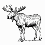 Alaska Moose Coloring Pages 1