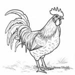 Basic Rooster Outline Coloring Pages for Beginners 4