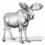 Big Moose Coloring Pages for Adults 4