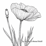California Poppy Coloring Pages 3