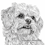 Detailed Maltese Breed Coloring Pages for Adults 2