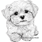 Detailed Maltese Breed Coloring Pages for Adults 3