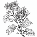 Detailed Witch-hazel Flowers Coloring Pages for Adults 4
