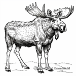 Majestic Bull Moose Coloring Pages 3