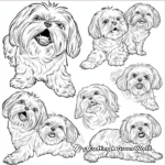 Maltese Dog in Various Moods Coloring Sheets 3