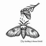 Moth Life Cycle Stages Coloring Pages 1