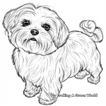 Realistic Adult Maltese Dog Coloring Pages 1