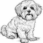Realistic Adult Maltese Dog Coloring Pages 3