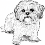 Realistic Adult Maltese Dog Coloring Pages 4