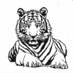 Realistic Bengal Tiger Coloring Pages 3