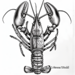 Realistic Maine Lobster Coloring Pages 2