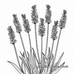 Relaxing Lavender Coloring Pages for Adults 4
