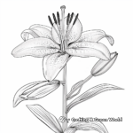 Simple Garden Lily Coloring Pages for Children 2
