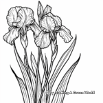 Spring Irises Coloring Pages: Blooming and Closed 1