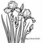Spring Irises Coloring Pages: Blooming and Closed 3