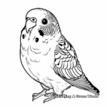 Colorful Budgie Bird Coloring Pages 3