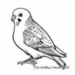 Colorful Budgie Bird Coloring Pages 4