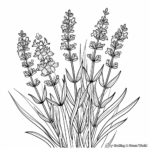 Relaxing Lavender Coloring Pages for Adults 3