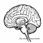 Colorful Brain Anatomy Coloring Pages 2