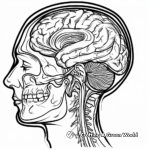 Colorful Brain Anatomy Coloring Pages 3