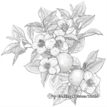 Delicate Orange Blossom Flower Coloring Pages 4