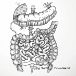 Digestive System Coloring Pages for Science Enthusiasts 4