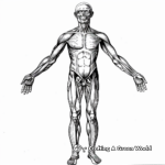 Fantastic Full-Body Anatomy Coloring Pages 2