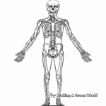 Fantastic Full-Body Anatomy Coloring Pages 4