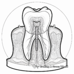 Human Dental Anatomy Coloring Pages for Dental Students 1