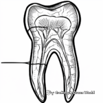 Human Dental Anatomy Coloring Pages for Dental Students 2