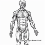 Muscular system Coloring Pages: Discover the Human Body 1