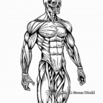 Muscular system Coloring Pages: Discover the Human Body 2