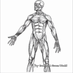 Muscular system Coloring Pages: Discover the Human Body 3