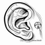 Parts of the Human Ear Coloring Pages 1