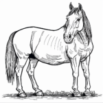 American Quarter Horse Breed Coloring Pages 2