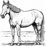 American Quarter Horse Breed Coloring Pages 3