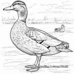 Beautiful Female Mallard Duck Coloring Pages 1