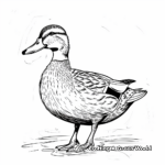 Beautiful Female Mallard Duck Coloring Pages 3