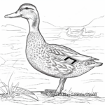Beautiful Female Mallard Duck Coloring Pages 4